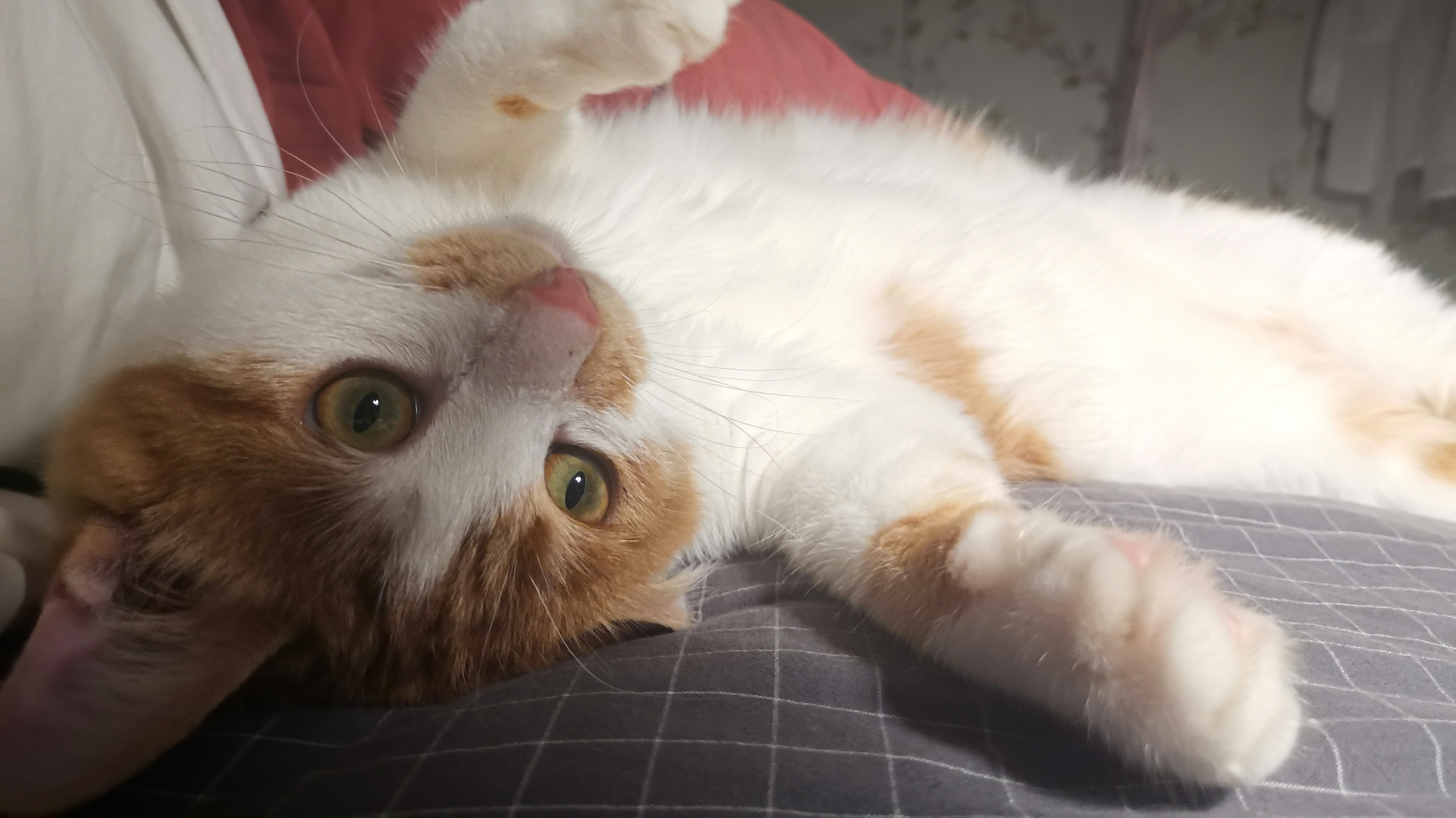 我忏悔,我对小猫咪做了猥琐的事情